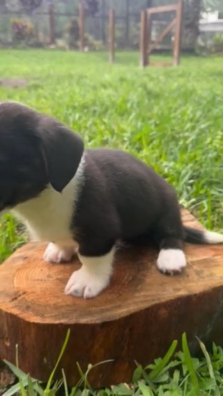 Cardigan Welsh Corgi in Orlando, Florida