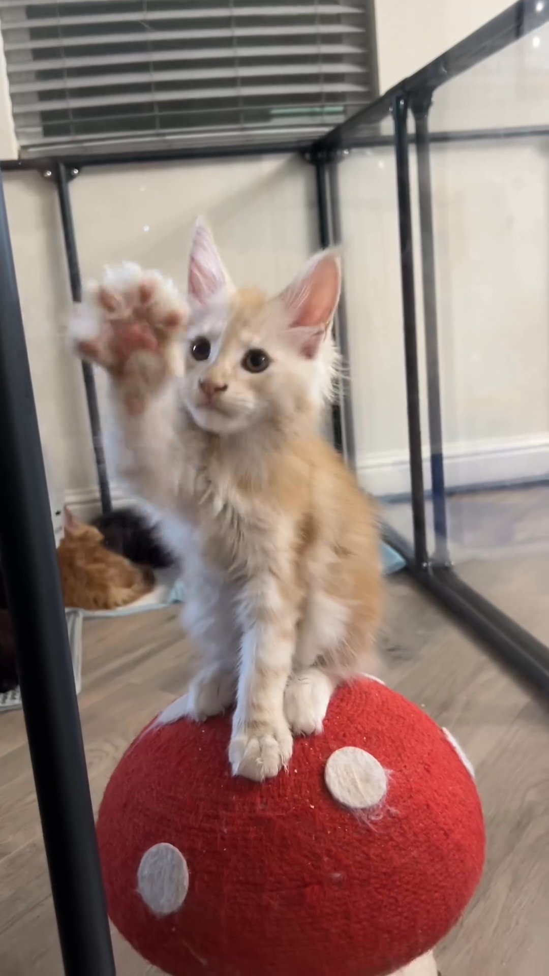 mainecoon in Houston, Texas
