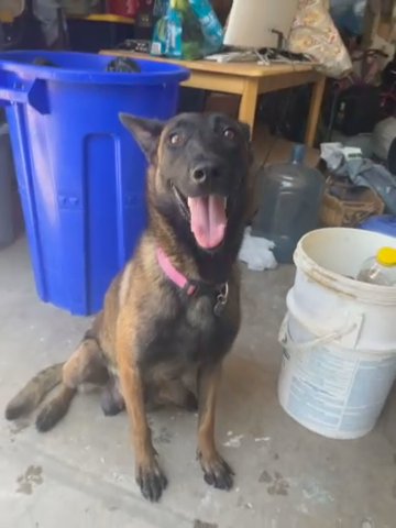 This Is Puppies Momma in Rancho Cucamonga, California
