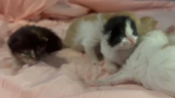 Maine Coon Mixed Kittens in Trenton, New Jersey