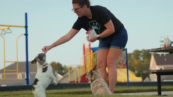 Joyful Frenchies Stud Malibu in Suffolk, Virginia