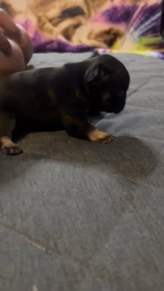 Black And Tan Micro Frenchie in Nashville, Tennessee