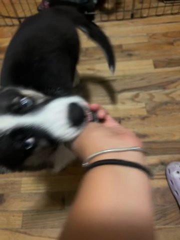 German Shepard Mix With Husky in Brooklyn, New York