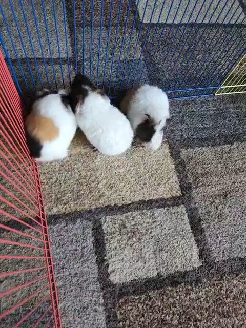 Hand Tamed Baby Guinea Pigs in Rome, Georgia