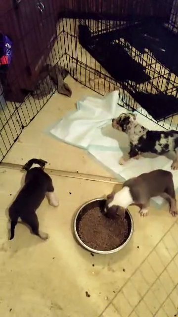 Bully puppies in Birmingham, Alabama
