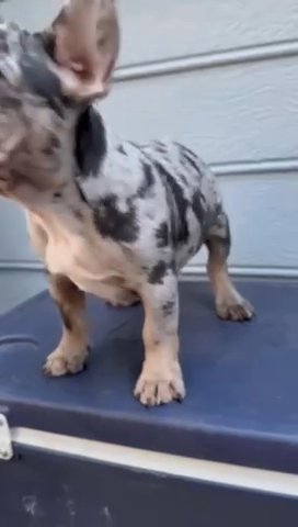 Blue And Tan Merle in Stockbridge, Georgia