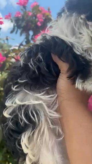 Female Parti Yorkie in Huntsville, Alabama