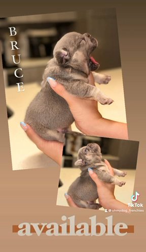 Male Available in Orlando, Florida