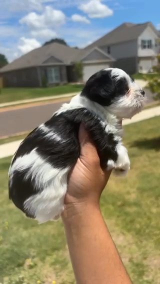 KB Black Parti Yorkie in Huntsville, Alabama