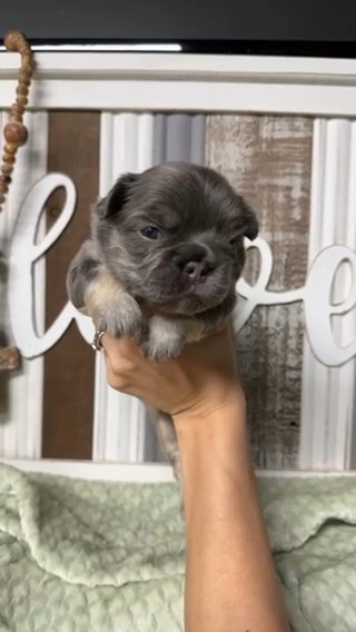 Fluffy Girl in Bryan, Texas