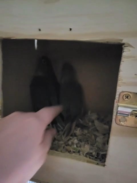 baby conures in Simpsonville, South Carolina