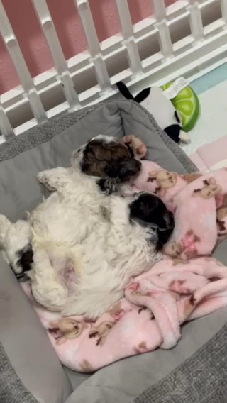 Sunny Shihtzu **sold** in Orlando, Florida