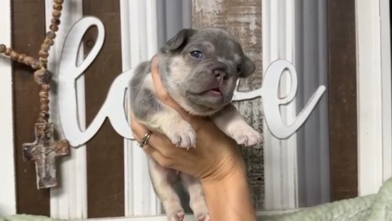 Lilac And Tan Female in Bryan, Texas