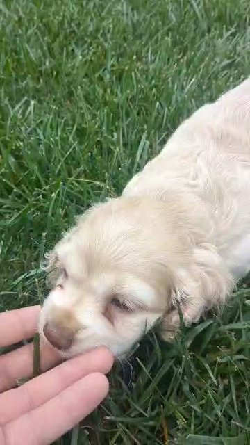 Fabian (Cocker Spaniel) in Goshen, Indiana