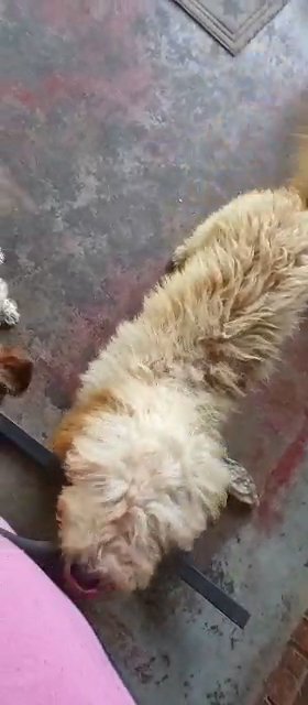 MINI Goldendoodle in Sikeston, Missouri