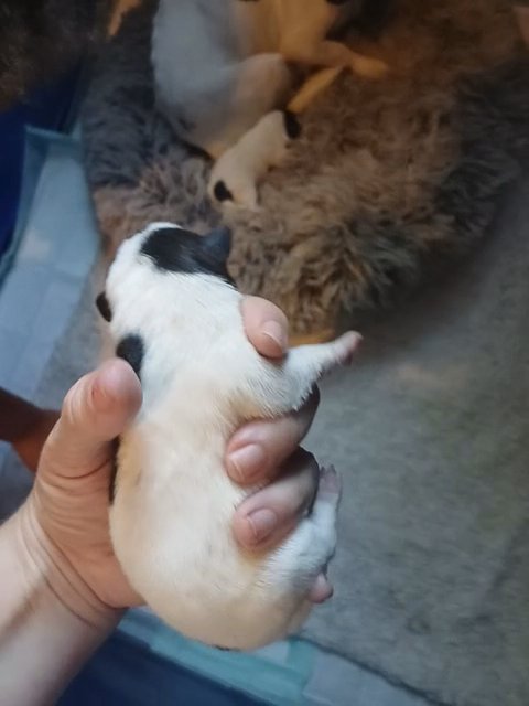 Brindle and white pomchi in Anniston, Alabama