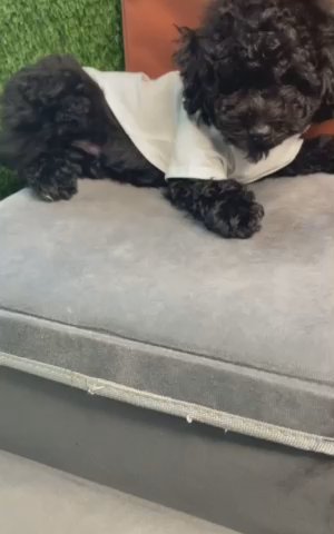 Toy Poodle Puppy SOLD in Marietta, Georgia