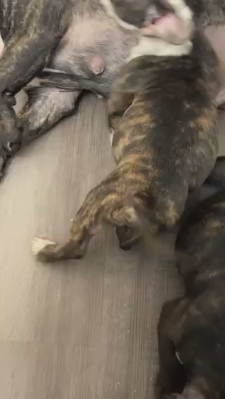 Micro Bullies Puppies Available 2 Boys in Tampa, Florida