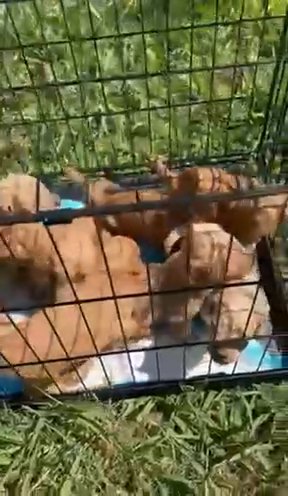 Female Mini Golden Doodle in Greenville, South Carolina