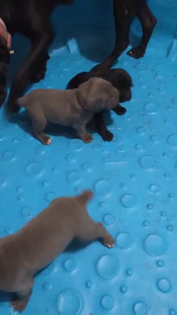 Italian Mastiff Puppies in Machesney Park, Illinois