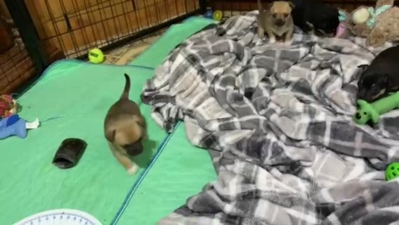 Chihuahua Puppies in Zanesville, Ohio