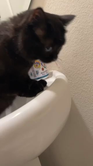 Non Standard Munchkin Voodoo in Victorville, California