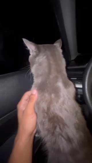 Cat For Sale in Atlanta, Georgia