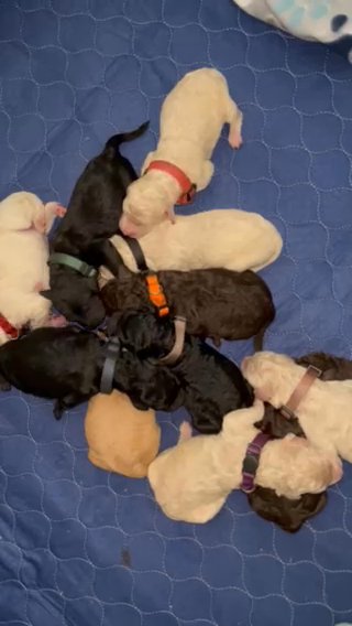 Standard Poodles 100% AKC Health Tested Parents in Redding, California
