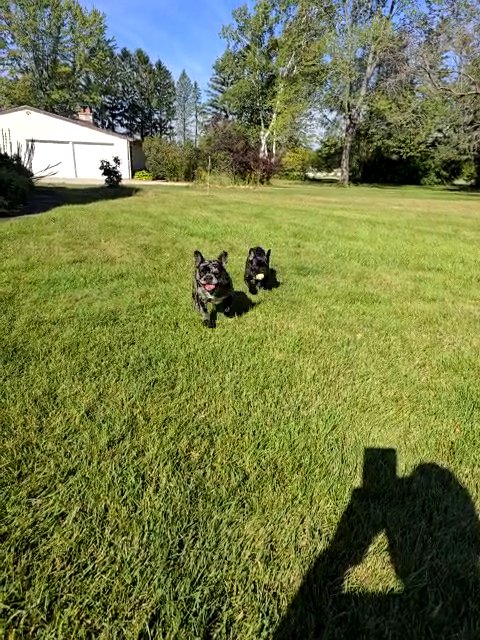 AKC Registered French Bulldog in Milwaukee, Wisconsin
