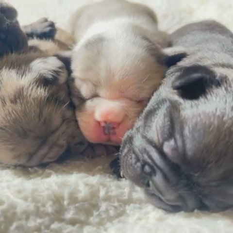 Frenchies in Lake Elsinore, California