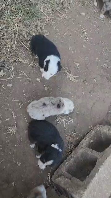 Aussie in Gardner, Kansas