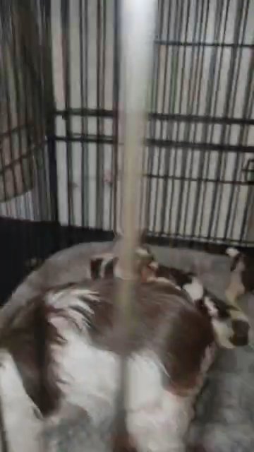female chocolate parti yorkie in Aiken, South Carolina