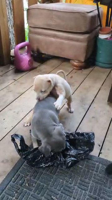 XL bully x Pit mixes in Minneapolis, Minnesota