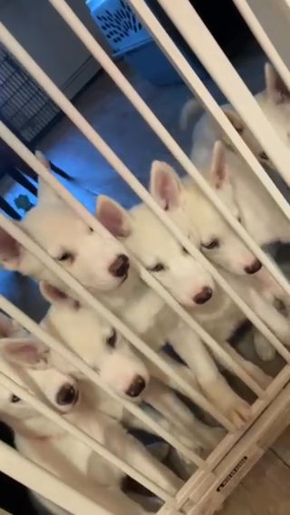 PUREBRED SIBERIAN HUSKY in Woonsocket, Rhode Island