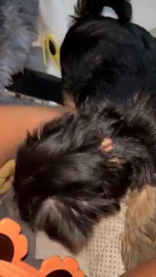 Yorkie (pink) in Orlando, Florida