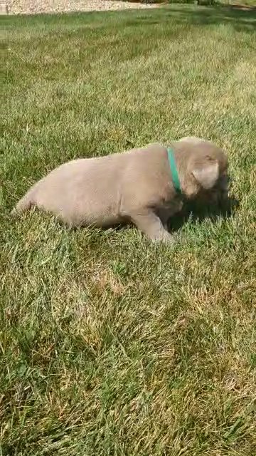 Bennett (Silver Lab) in Goshen, Indiana