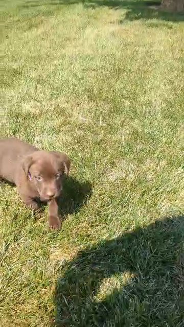 Lady (Chocolate Lab) in Goshen, Indiana