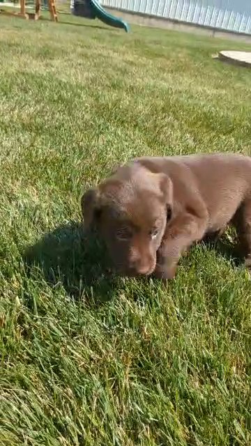 Kelly (Chocolate Lab) in Goshen, Indiana