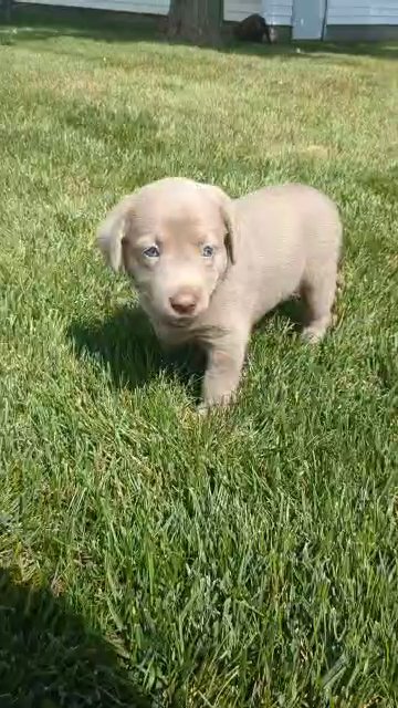 Karly (Chocolate Lab) in Goshen, Indiana