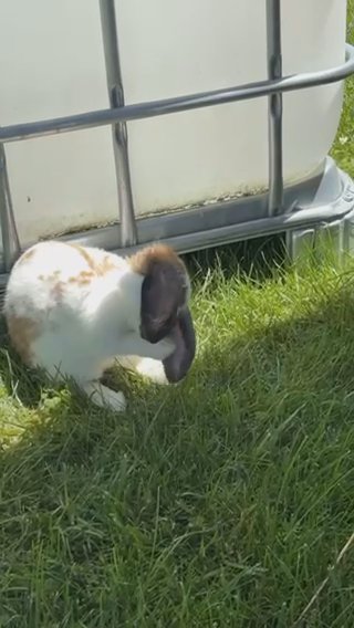 FREE BUNNY in Washington, District of Columbia