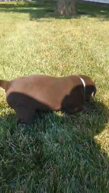 Ivy (Chocolate Lab) in Goshen, Indiana