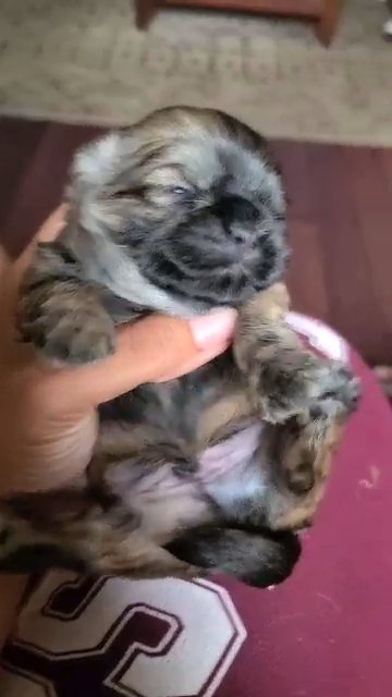 shih tzu male akc in East Stroudsburg, Pennsylvania