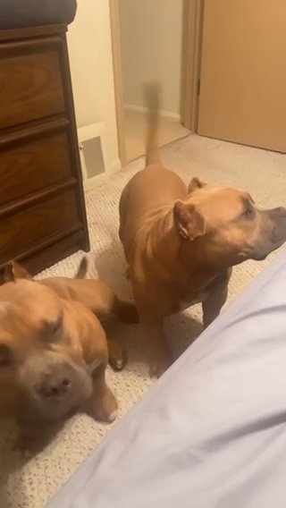 American Bully in Cleveland, Ohio