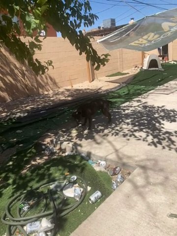 Pitbull for sale (backyard is dirty because party) in Las Vegas, Nevada