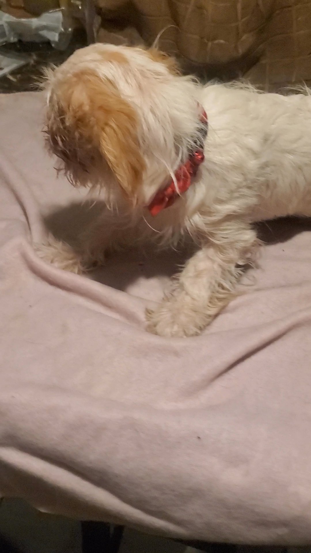 $1500  CHI-POO GIRL  NYC in New York City, New York