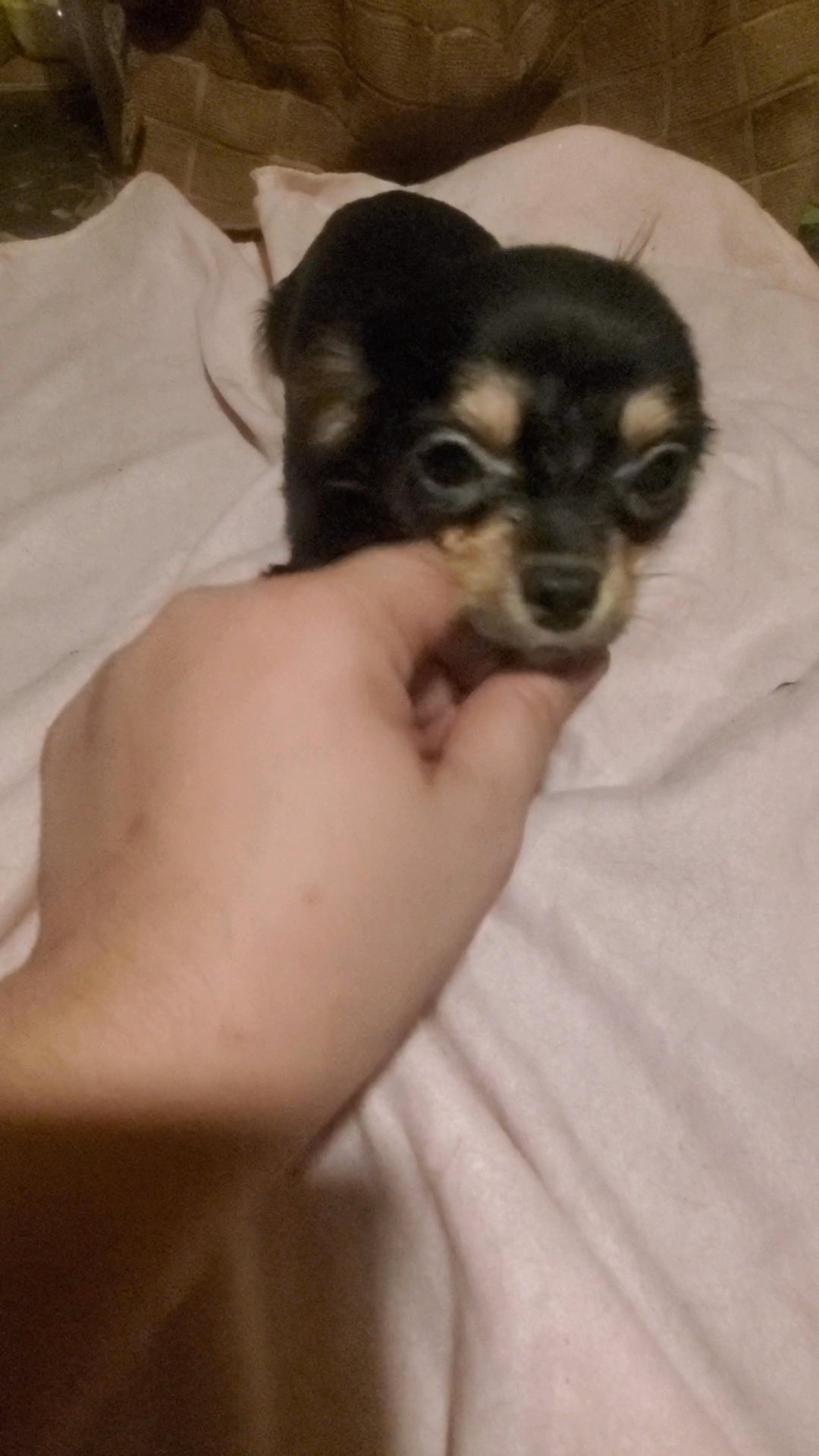 $1500 tiny BOY CHIHUAHU NYC in New York City, New York