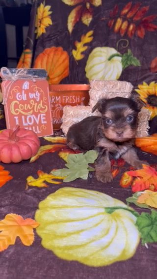Chocolate female yorkie in Las Vegas, Nevada