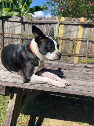 Max in Deer Park, Texas