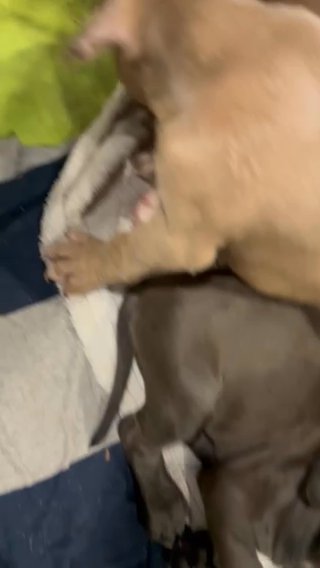 Pit Bulls in Houston, Texas