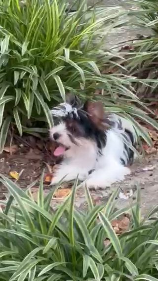 Izzy - Female Parti Biewer Puppy in Greenwood, South Carolina